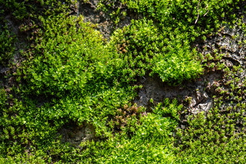 Fototapeta na wymiar Grooved green moss background in nature. Close up green moss texture