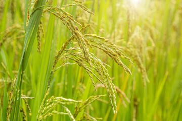 Jasmine rice field, Close up yellow rice seed ripe and green leaves