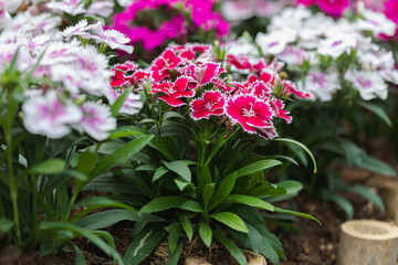 Bright Sweet William flowers Dianthus barbatus flowering in a garden. Dianthus flowers (Dianthus spp.)