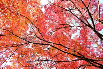 Fototapeta premium 秋，紅葉，京都，日本，日本庭園，風景, ，旅行， 建築，自然，木，背景，黄色，庭, ，光，観光スポット, 寺, 古い, 古代の