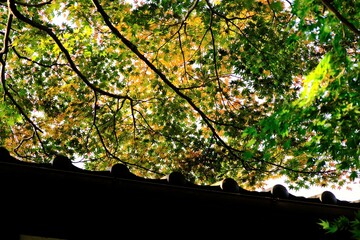 秋，紅葉，京都，日本，日本庭園，風景, ，旅行， 建築，自然，木，背景，黄色，庭, ，光，観光スポット, 寺, 古い, 古代の