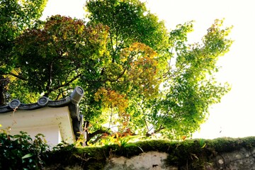 秋，紅葉，京都，日本，日本庭園，風景, ，旅行， 建築，自然，木，背景，黄色，庭, ，光，観光スポット, 寺, 古い, 古代の