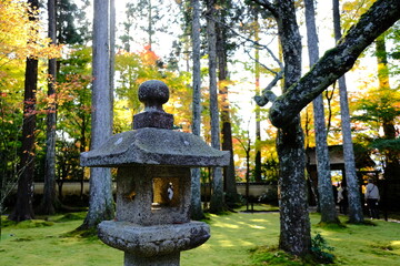 Fototapeta premium 秋，紅葉，京都，日本，日本庭園，風景, ，旅行， 建築，自然，木，背景，黄色，庭, ，光，観光スポット, 寺, 古い, 古代の