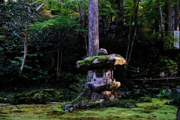 秋，紅葉，京都，日本，日本庭園，風景, ，旅行， 建築，自然，木，背景，黄色，庭, ，光，観光スポット, 寺, 古い, 古代の