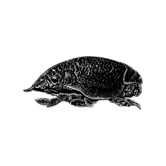 Sand Crab hand drawing vector illustration isolated on background.