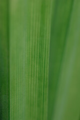 Close up tropical green leaf texture background. Nature concept.