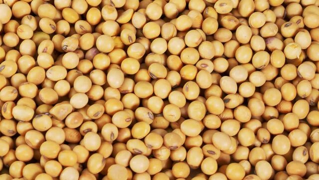 Close-up photo of a pile of soybeans.