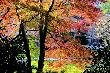 秋，紅葉，京都，日本，日本庭園，風景, ，旅行， 建築，自然，木，背景，黄色，庭, ，光，観光スポット, 寺, 古い, 古代の