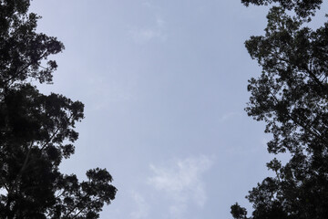 A moody, overcast sky peeks through the canopy of a lush, verdant forest, creating an atmospheric, contemplative landscape.