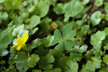 Yellow woodsorrel (Oxalis dillenii) flower among green leaves and creeping oxalis (Oxalis corniculata). Natural close-up of ground cover