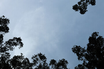 A moody, overcast sky peeks through the canopy of a lush, verdant forest, creating an atmospheric,...