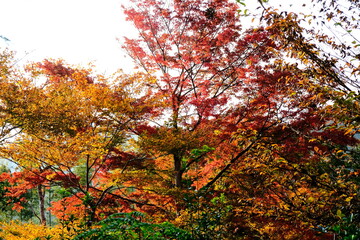 秋，紅葉，京都，日本，日本庭園，風景, ，旅行， 建築，自然，木，背景，黄色，庭, ，光，観光スポット, 寺, 古い, 古代の