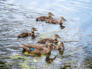 Mother With Five Ducklings On Side