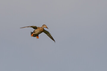 Mallards on Final Approach on an Autumn Day