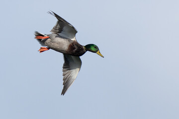 Obraz premium Mallards on Final Approach on an Autumn Day