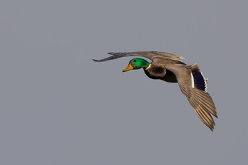 Mallards on Final Approach on an Autumn Day