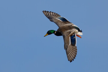 Mallards on Final Approach on an Autumn Day