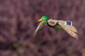 Mallards on Final Approach on an Autumn Day