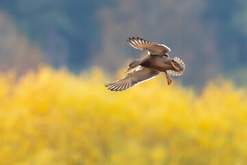 Mallards on Final Approach on an Autumn Day