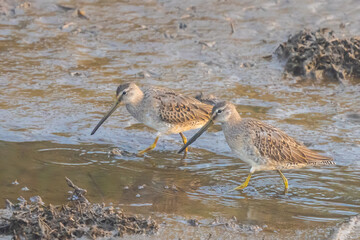 Long-Billed Dowitchers Patrol a Mudflat