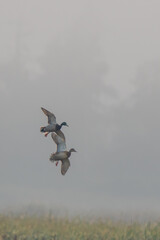 Mallards on Final Approach on an Autumn Day