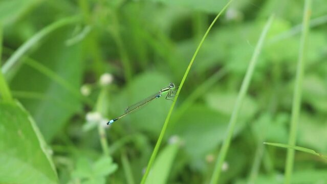 Close Up of Needle Dragonfly, Zygoptera head face