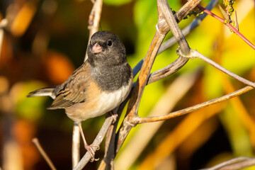 Alert Dark-Eyed Junco Perches on a Twig