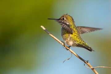 Beautiful Male Anna's Hummingbird Perched on a Twig