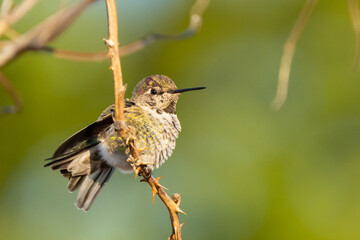 Beautiful Male Anna's Hummingbird Perched on a Twig