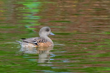 Female American Wigeon Relaxes on a Pnd Reflecting Fall Colors