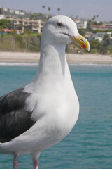 Seagull on the San Clemente Pier in Orange County, California, USA