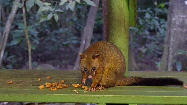 a night shot a coppery brushtail possum standing on a table and feeding in north qld, australia