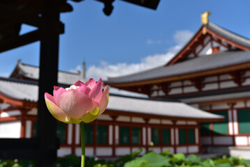 early summer morning at Yakushi-ji temple