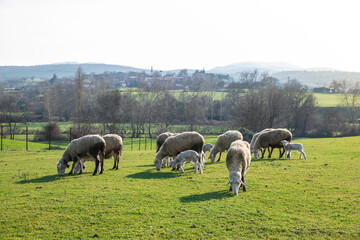Naklejka na ściany i meble sheep graze in the village, sheep graze in the pasture, sheep on the farm
