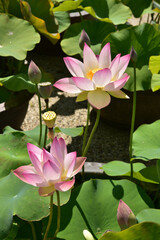 pink lotus flowers