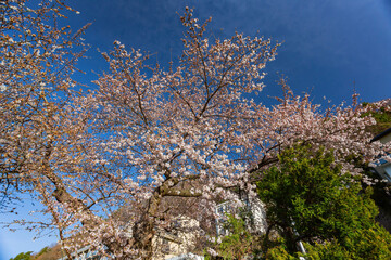 Sunny view of cherry blossom in Minamitsuru District