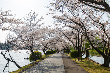 Sunny view of the cherry blossom along the Senba Lake