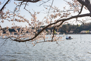 Sunny view of the cherry blossom along the Senba Lake