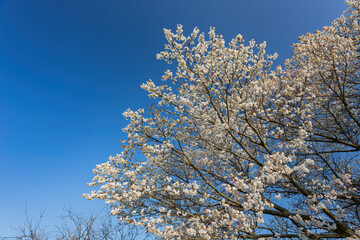Beautiful landscape along the Kairakuen