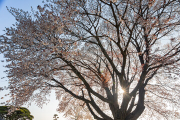 Beautiful landscape along the Kairakuen