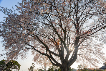 Beautiful landscape along the Kairakuen