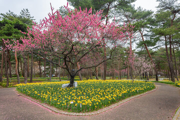 Obraz premium Beautiful Narcissus blossom in the seaside park