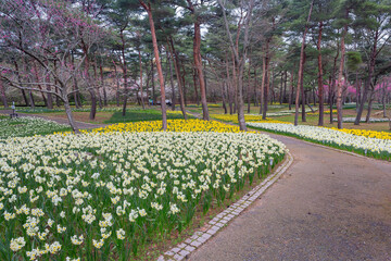Fototapeta na wymiar Beautiful Narcissus jonquilla blossom in the seaside park