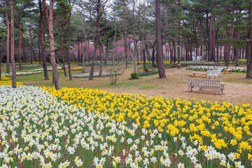 Obraz premium Beautiful Narcissus jonquilla blossom in the seaside park