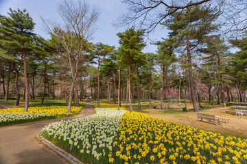 Plakat Beautiful Narcissus jonquilla blossom in the seaside park