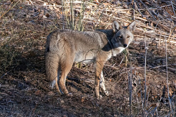 coyote in the morning