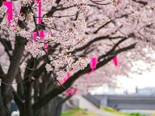 Beautiful cherry blossom along the Sakuragawa River