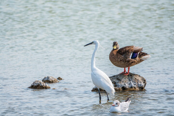 The small white heron or Little egret stands in the lake