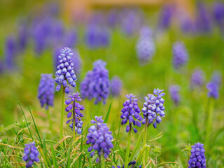 Close up shot of Grape hyacinth blossom