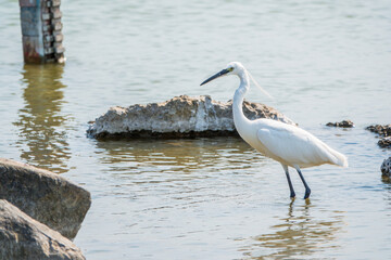 The small white heron or Little egret stands in the lake